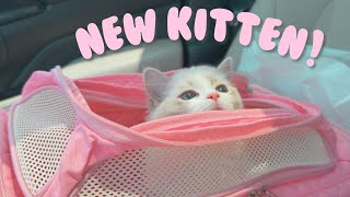 Kitten s First Day in a New Home