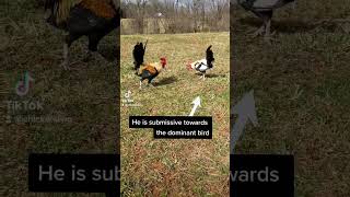 Learn about Bachelor Flocks -  #roosters #petchickens