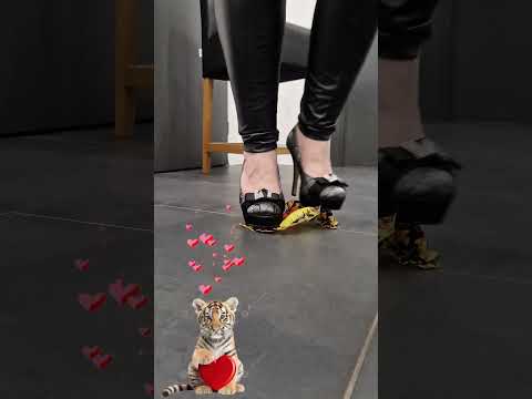 Tiger mask crushed and teared apart by high heels! 😻😻😻