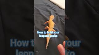 how to hold your leopard gecko #roblox #newupdateinrobloxbedwars #robloxmemes #fishing