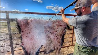 We Fleshed a Bison Hide With This! by Cross Timbers Bison 54,803 views 2 months ago 24 minutes