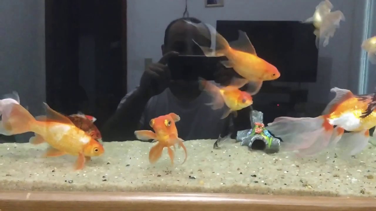 Perseguição, cortejo e acasalamento - kinguios