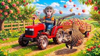 Monkey Nana Drives JCB Tractor Excavator Harvest peachs &amp; Captures Wild Boar in Epic Farm Adventure.