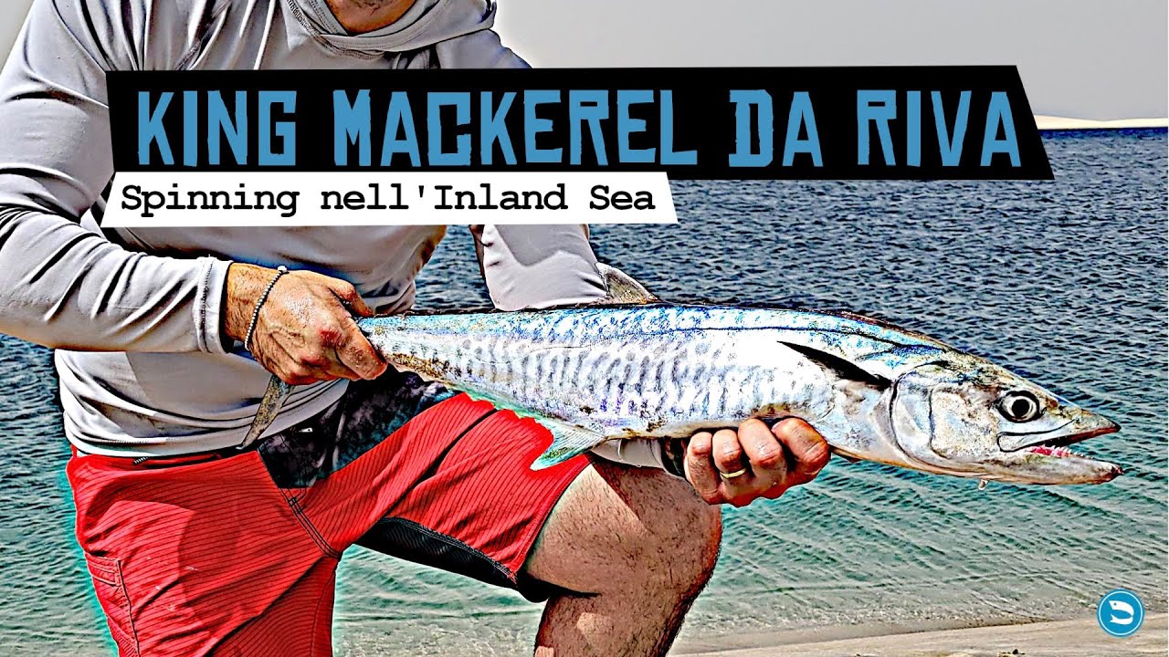KING MACKEREL da Riva SHORE JIGGING nell'Inland SEA (fishing for PREDATORS in Qatar) YouTube