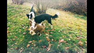 Border Collies are playing in the Snow