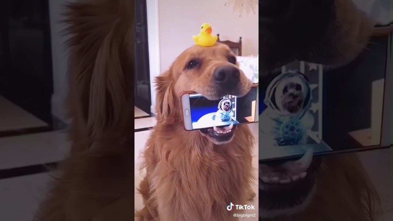 Tiktok ideas famous dog YouTube