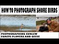 HOW TO PHOTOGRAPH SHORE BIRDS-UK BIRD PHOTOGRAPHY