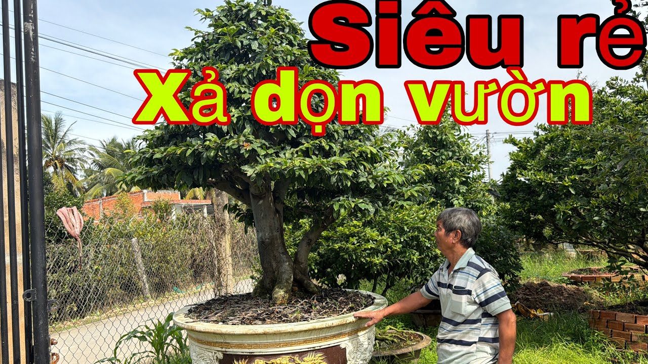 29/11📱 070 6975200 gặp bác tư📱 mai vàng chơi tết , xả dọn vườn 