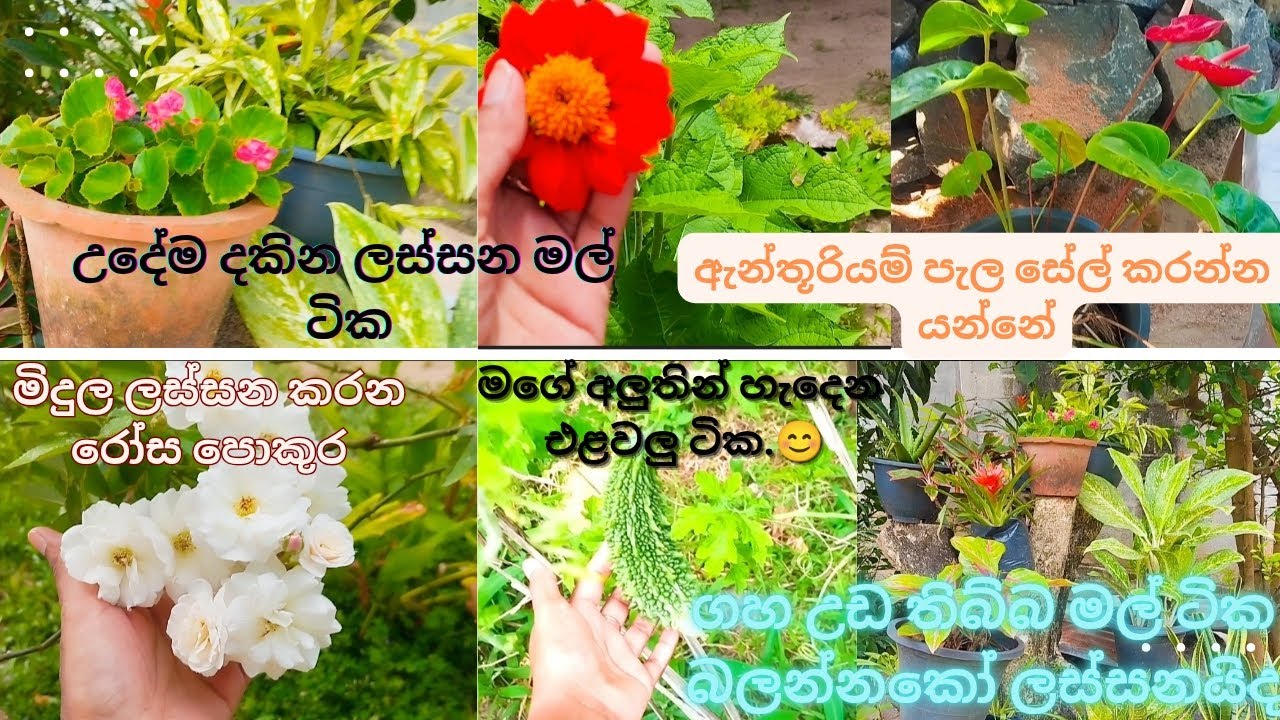 වෙනස් උන මගේ මිදුල ආයිම එලවලු හැදිලා   |GARDEN IN HOME | DAY VLOG