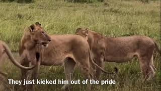 Young Lion Kicked out of Pride