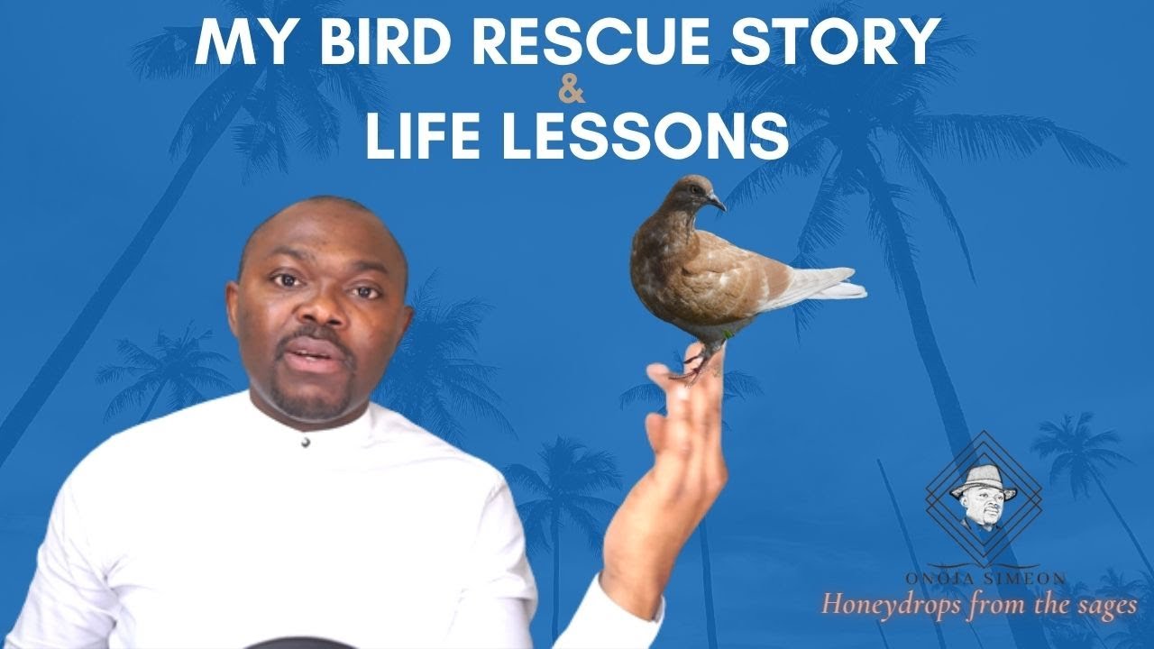 My Bird rescue story & life lessons