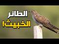 طائر الوقواق لن تصدق ماذا يفعل هذا الطائر الخبيث