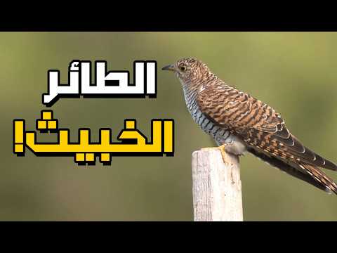 طائر الوقواق لن تصدق ماذا يفعل هذا الطائر الخبيث