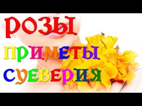 Розы - народные приметы и суеверия