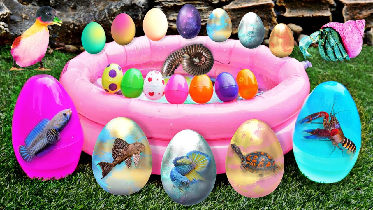 Find shell snails, conch, hermit crabs, crabs, starfish, sea fish, fish, eels, sea urchins #50