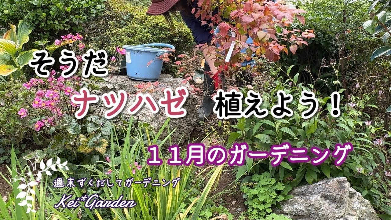 11月のガーデニング/実家の庭/宿根草株わけ/ナツハゼ植え付け/50代