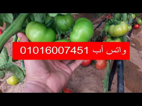 فيديو: تقليم الطماطم