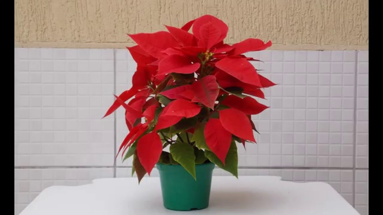 Flor de Natal Poinsétia Flor/Poinsettia Care Guide - thptnganamst.edu.vn