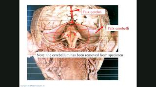 BIOL 2401_Chapter 12_Part 1
