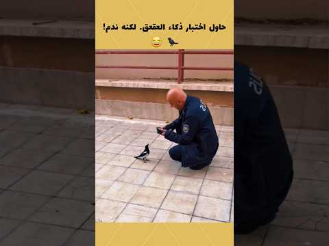 حاول اختبار ذكاء العقعق لكنه ندم