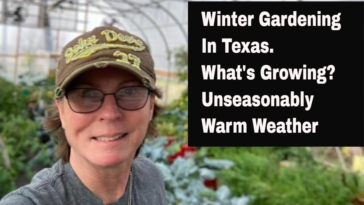 Winter Gardening in Texas. What's Growing? Greens Bolting? - YouTube