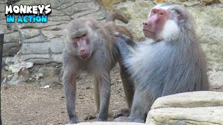Monkeys Interacting In The Spa