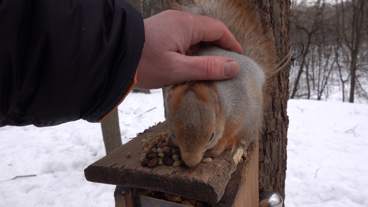 Покормил Толстую / I fed Tolstaya