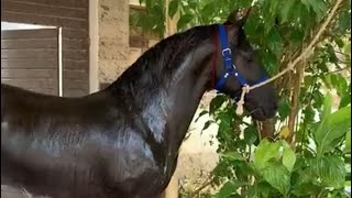 “Thunder”  Beautiful Black horse at Karachi (Oriental Horses of Pakistan)