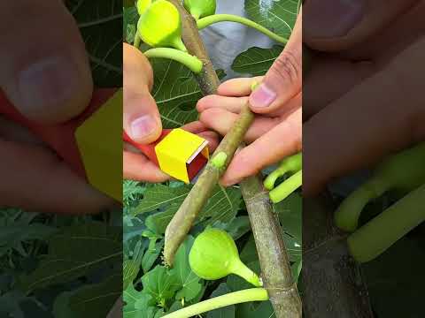 Easiest Fig Tree Grafting Method For Beginners Grafting Gardeningtips Graft Fruit