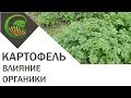 Выращивание картофеля в копаной и некопаной земле