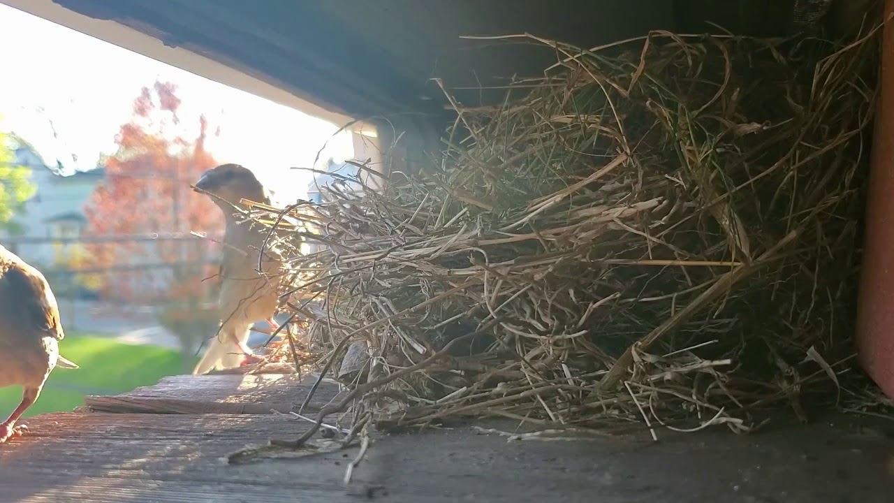 Passer domestictus - House Sparrow - Breeding Pair