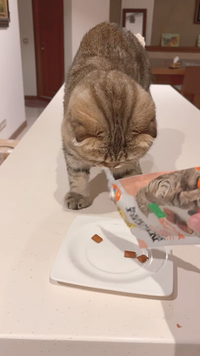 Download lagu 😹Titi was made at me….until he Gets a Treat😹#funny cat#cute cat. 😻!Subscribe! Titi will be happy!
