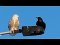 Snowy Owl And Raven 