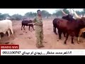 الشاعر الطيب سعيد زايد البار بنات مادو 