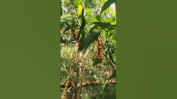 Long Hot Chili Peppers From My Mom S Mountain Garden Chilipeppers Chili Hotpepper Garden Plants 