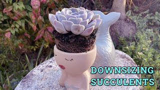 Can Succulents Be Planted In Smaller Pots/ Downsizing Succulent Pots
