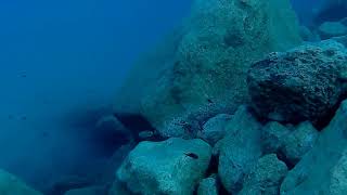 Lion fish in the Mediterranean sea