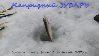 Капризный ЗУБАРЬ. Охотском море (залив Мордвинова) 2022г.