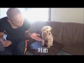 よその犬にお手を教える