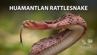 Pink rattlesnake - the deadly venomous Huamantlan rattlesnake