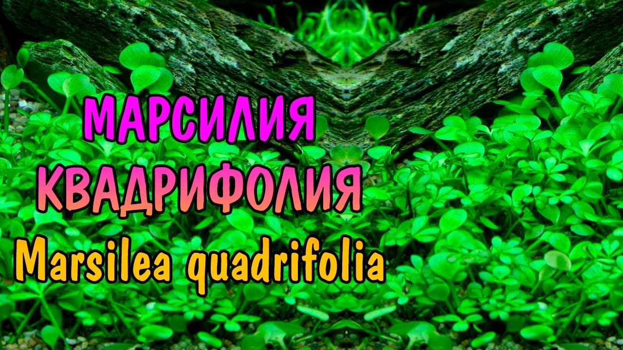 МАРСИЛИЯ КВАДРИФОЛИЯ ( Marsilea quadrifolia )