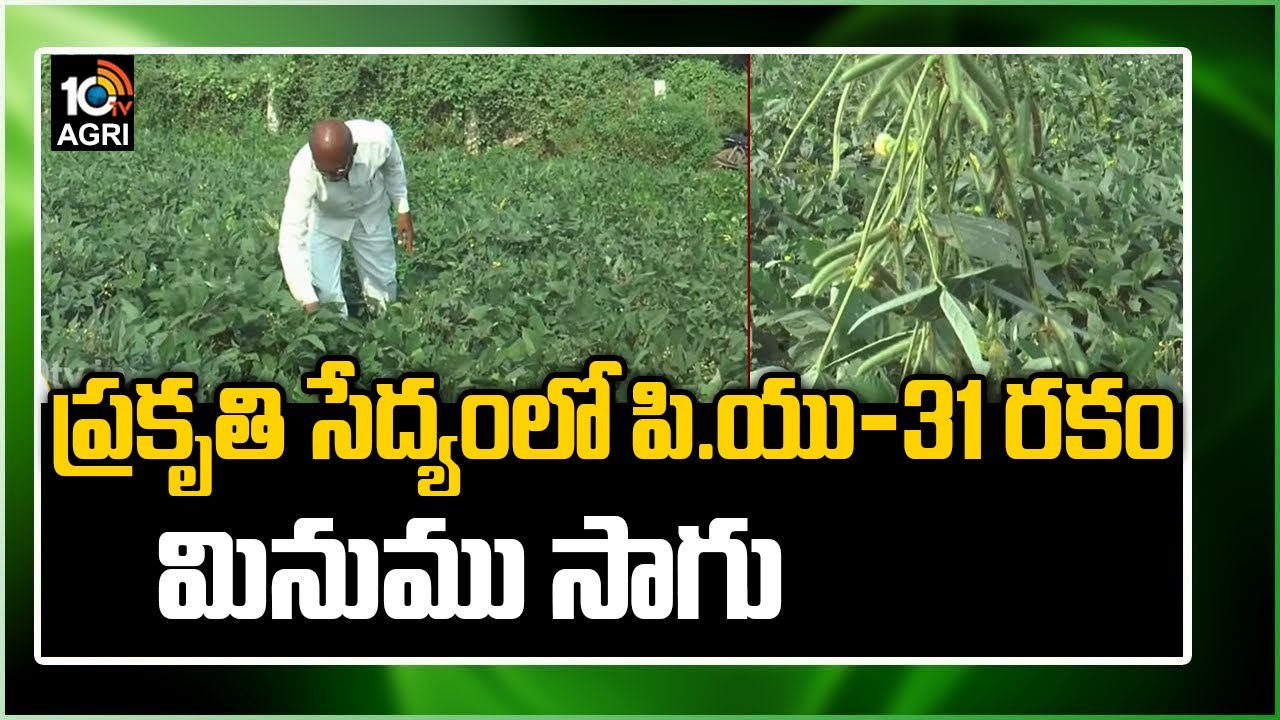 ప్రకృతి సేద్యంలో పి.యు-31 రకం మినుము సాగు: Black Gram Cultivation | Matti Manishi | 10TV News