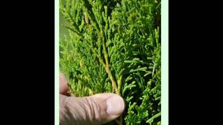 Craigslist Special for Phila Emerald Greens 2013 Prices      Bucks County grower