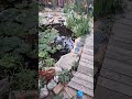 Pond in July  #koimadness #pond #watersounds