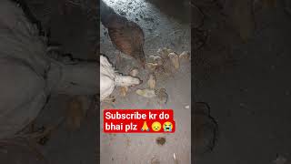 #viralvideo #aseelmurga #animals #roosterfarm #pets #chicken #rooster #hen #murga #murgi #chuza