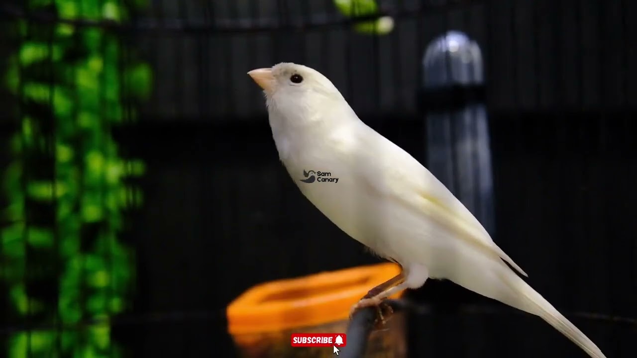 Kenari Cengkok Mewah Isian Full Ngerol | Masteran Kenari Gacor Buat Harian & Lomba