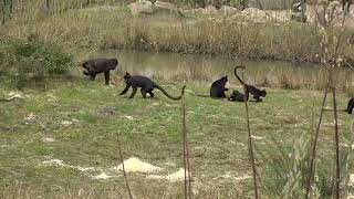 👉️(❤️◡❤️)👉️ APENCAPRIOLEN****MONKEYS ANTICS