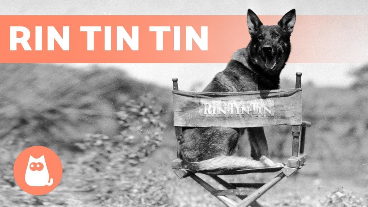 Qual É A Raça Do Cachorro Do Tim Tim?