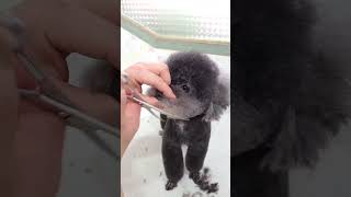 Rare POODLE shock to see his grooming transformation #poodle #puppy #grooming #shorts