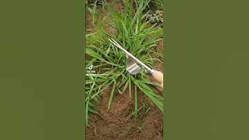 Dụng cụ nhổ cỏ bứng cả rể hiệu quả dụng cụ bằng inox cán gỗ 0888542612#nhổcỏ #lamco #dungculamco